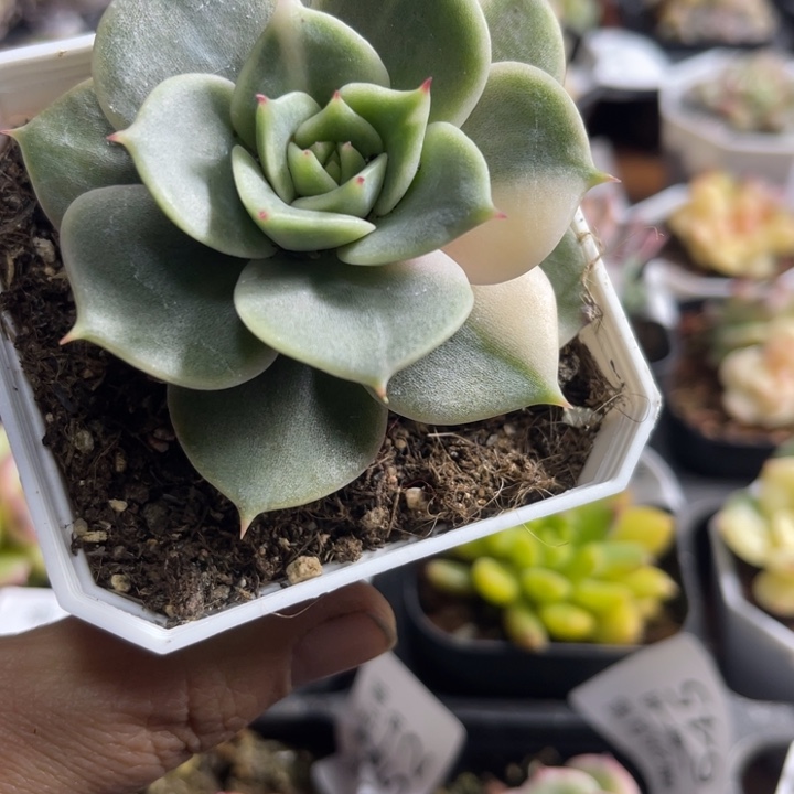 贝加尔湖锦多肉植物389