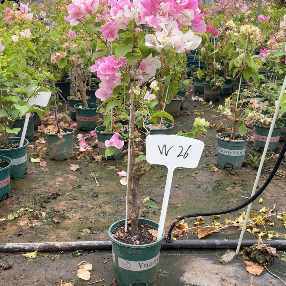 用***6全部花朵广红樱W26