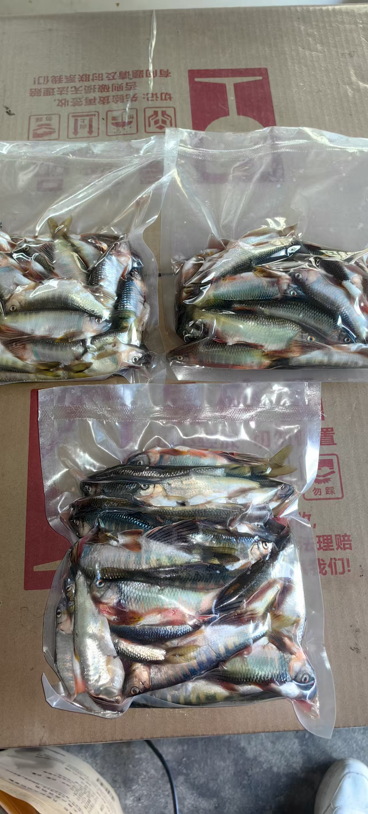 金寨竹根河小河鱼