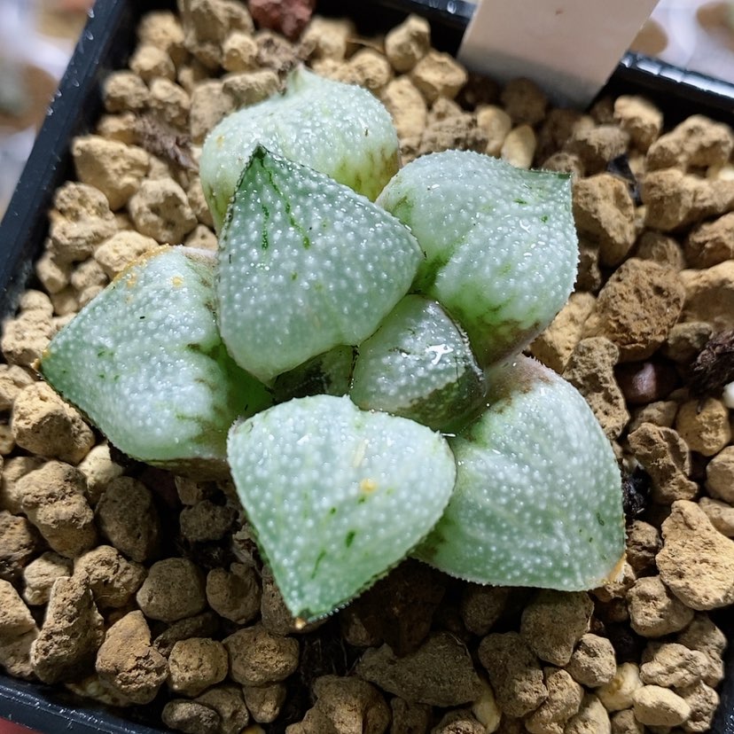 【闪购商品】113实生寿