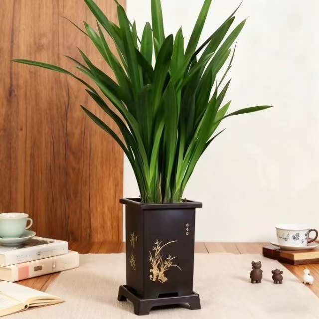 【墨兰企黑】盆栽四季种植易活适合室内观赏的花卉绿植