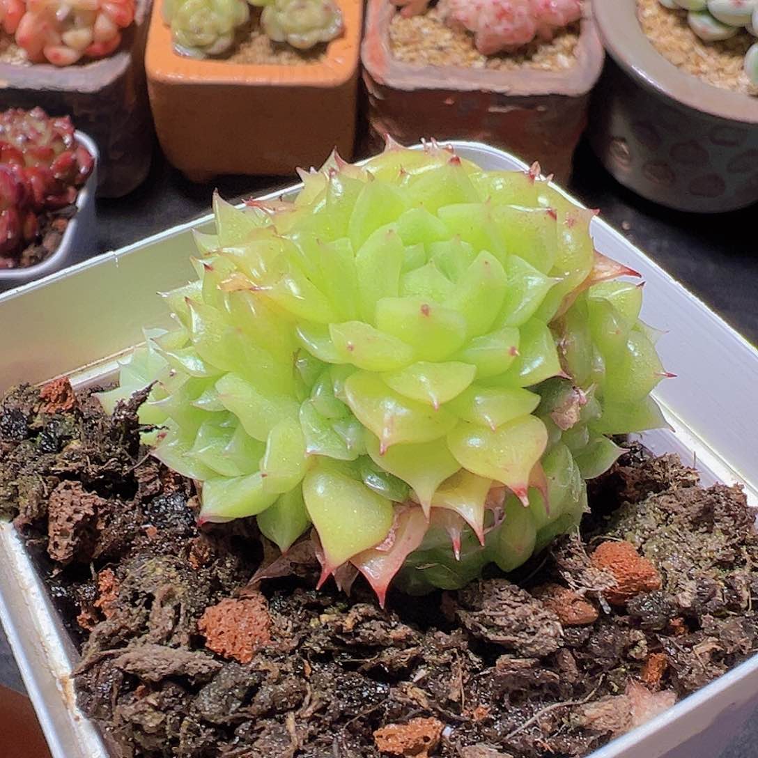 格*新品，多肉植物