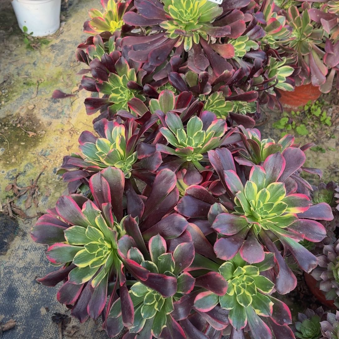 4000多肉植物捧花的