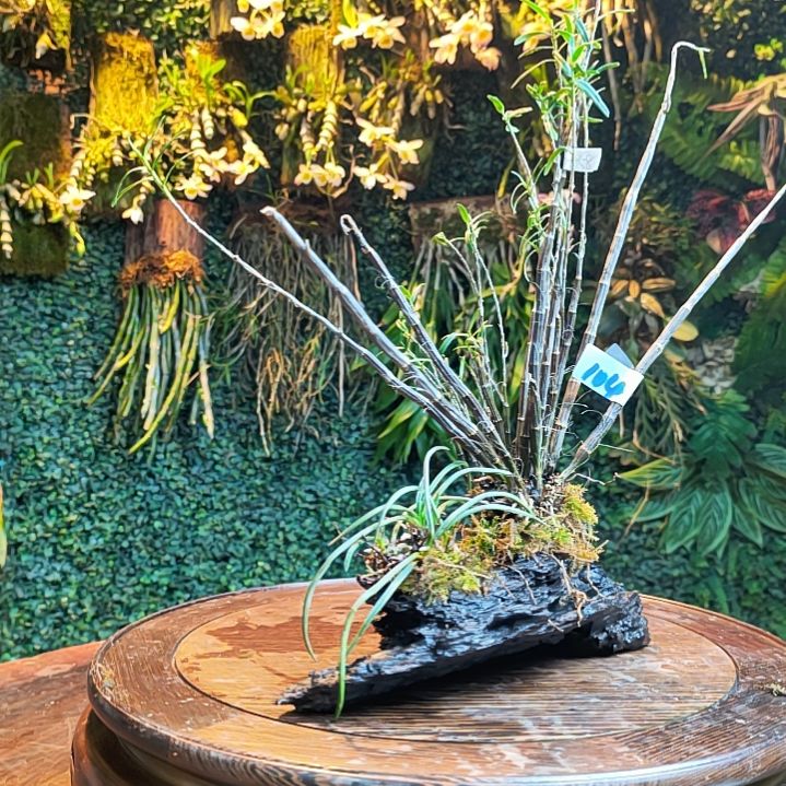 104姬竹叶，短距槽舌兰花卉