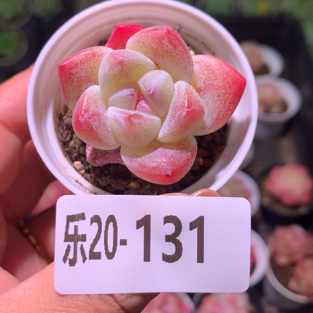 乐然20-131 冰玉 