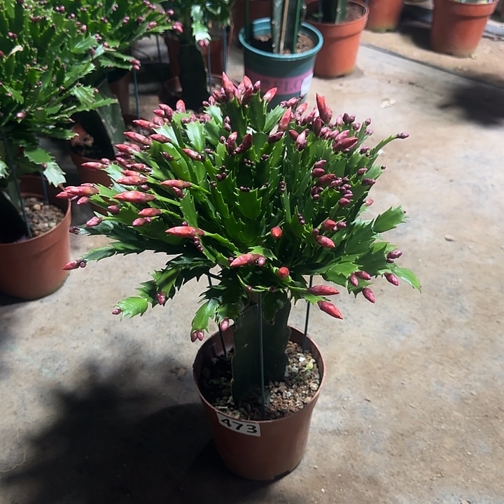 h****大部分开放少量花苞473嫁接红色