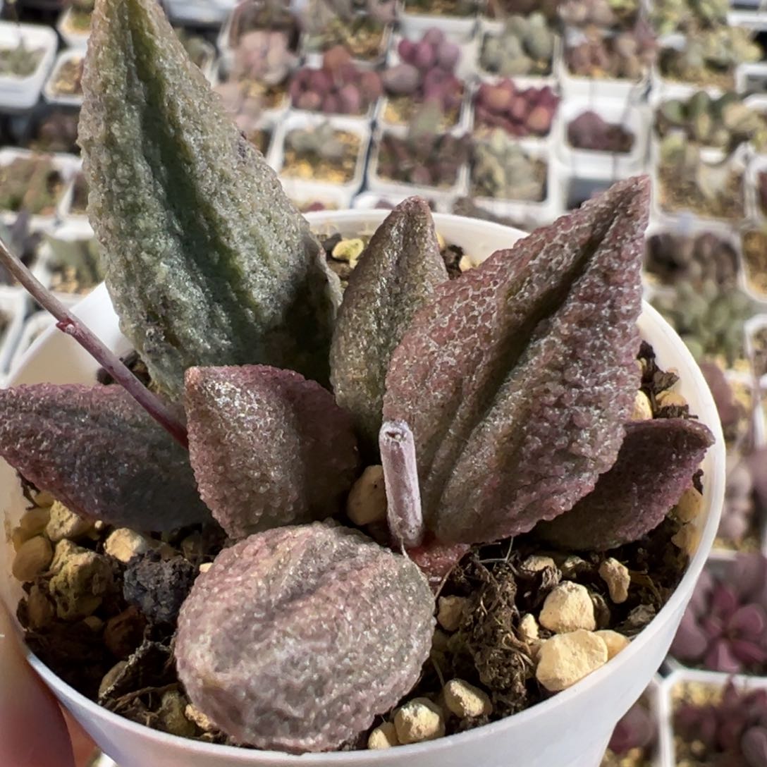 蓝魔多肉植物水泡大型种