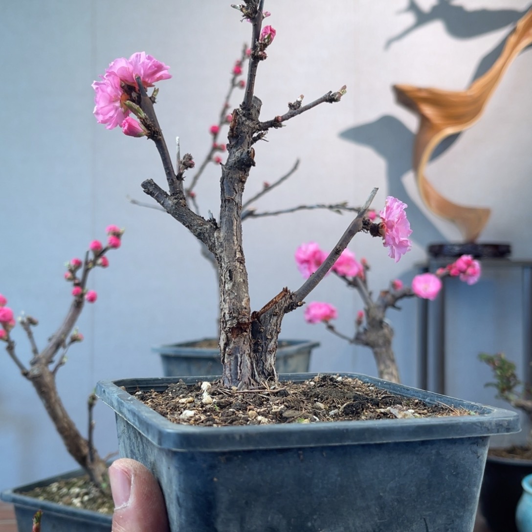 微月季盆景111111骑***球