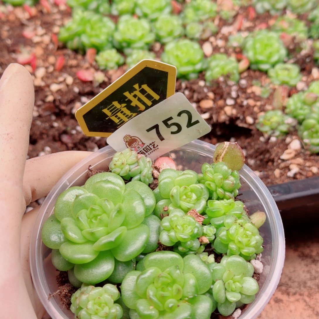 多肉植物多肉植物