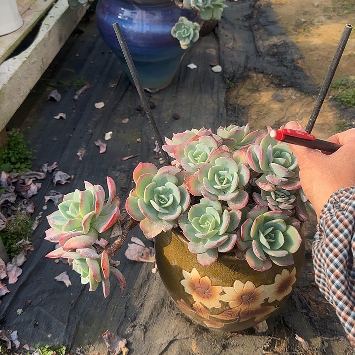 用****1036血凤无主头泡沫脱土发货不退不换