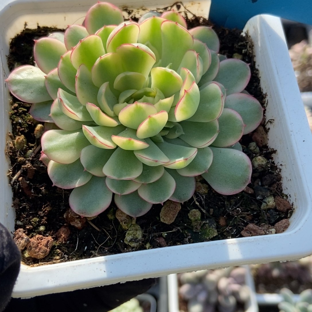 685梦幻玫瑰锦duorou