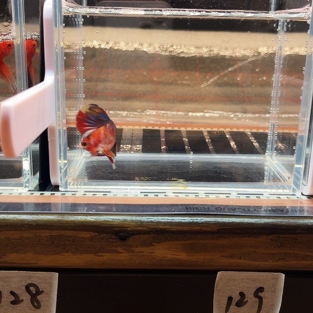 海水鱼宙斯斗鱼竞拍1226精品