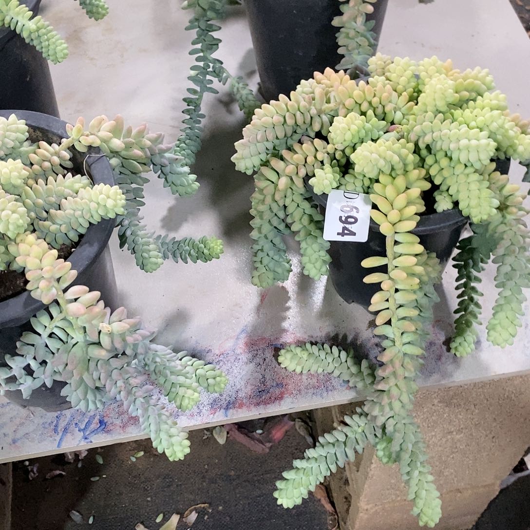 忘*草694玉坠多肉植物