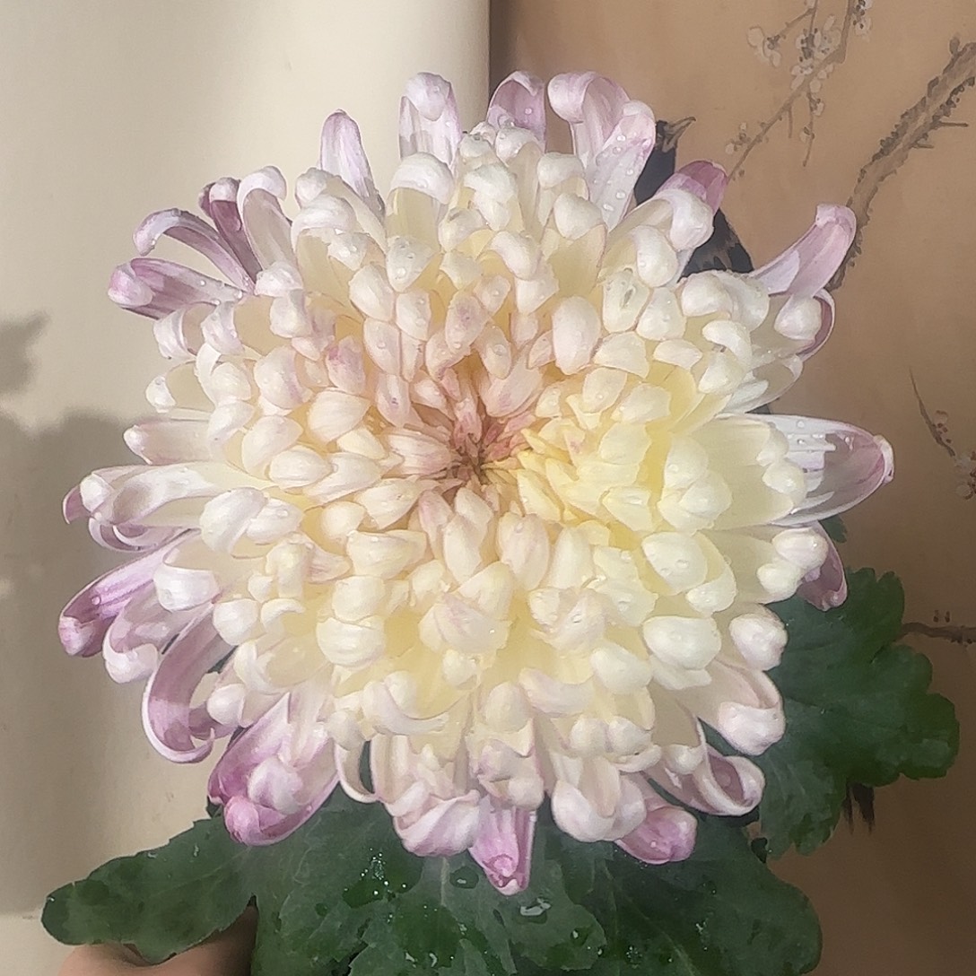 全部花朵D888888888