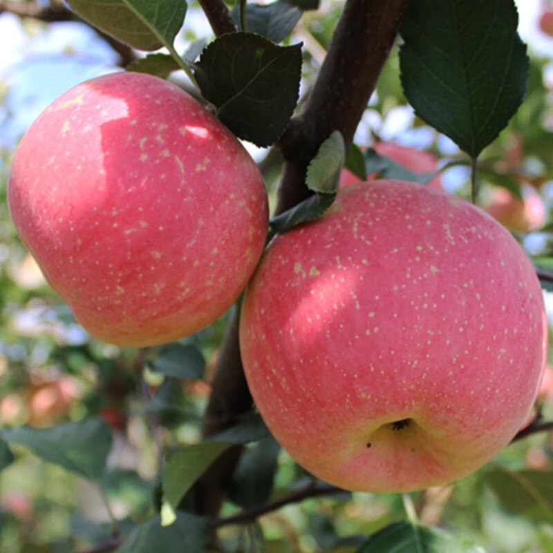 【红富士苹果】密云北部山区果园自然熟香脆甜不打蜡北京市