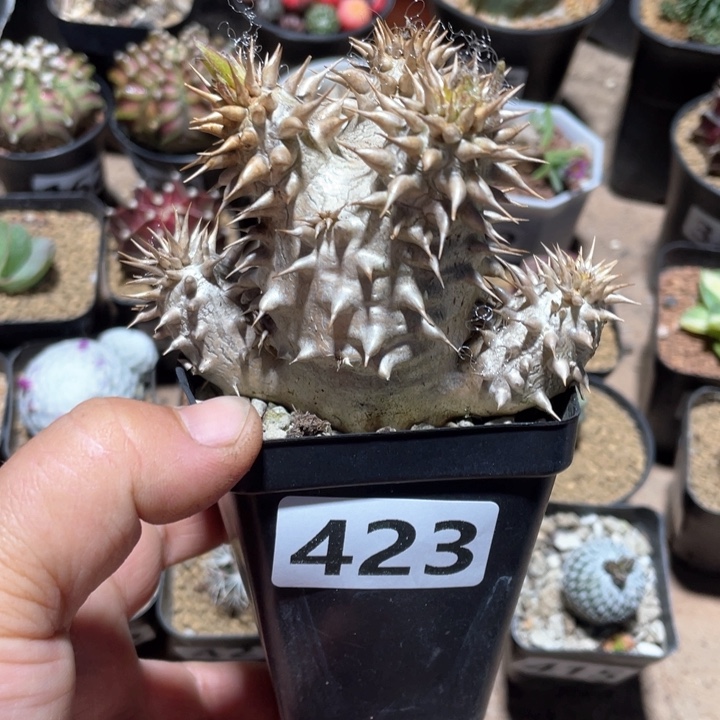 423西巴女王块根