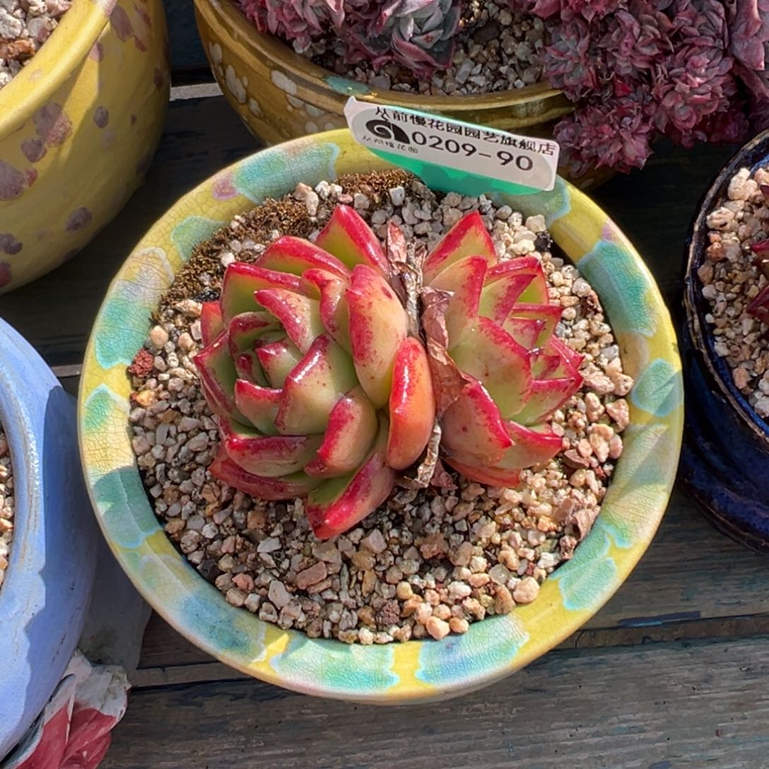 多肉一物一拍0209.90