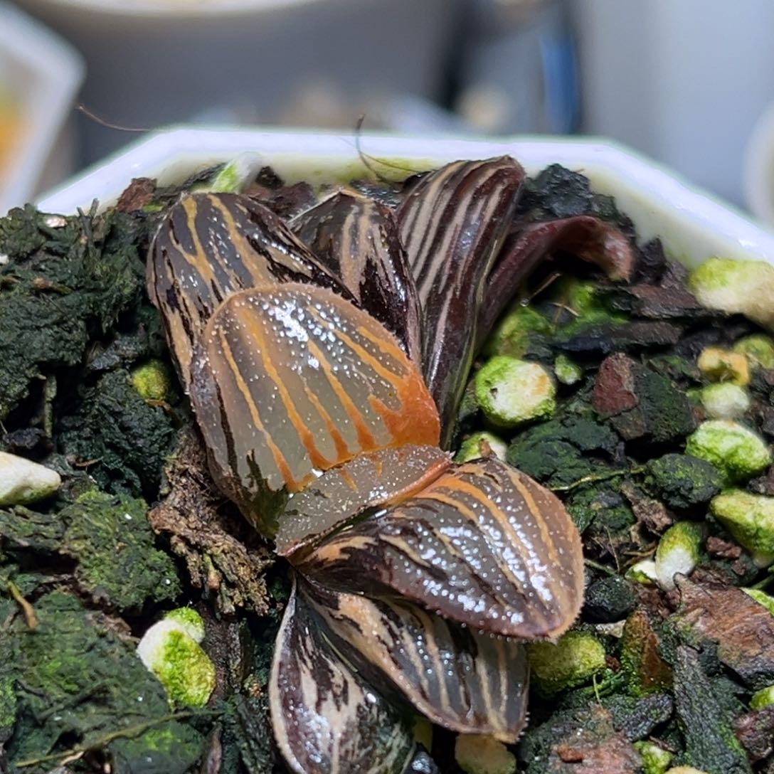 恭喜发财大吉大利538夜想