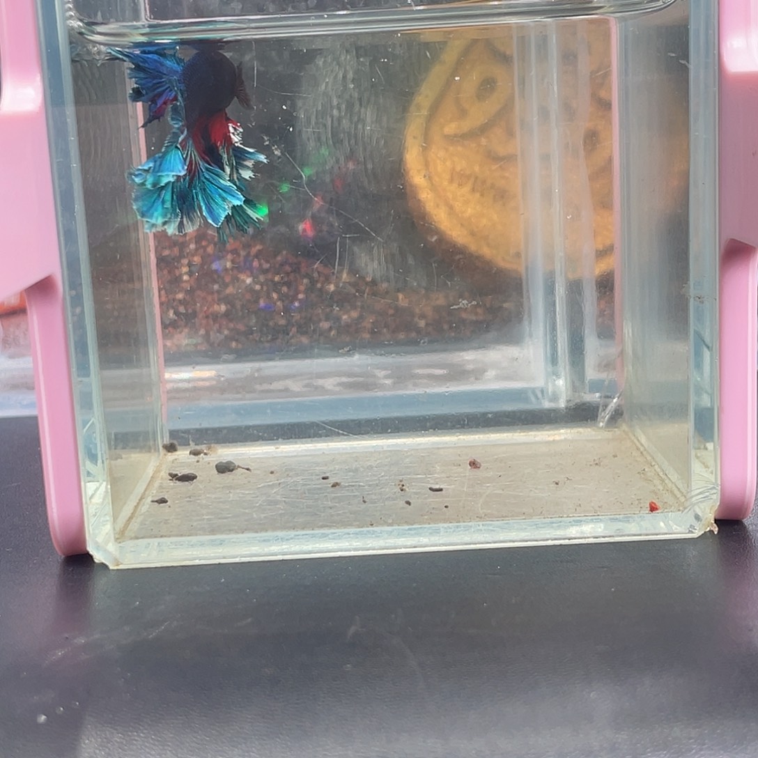 斗鱼14号12晚绣球hmpk