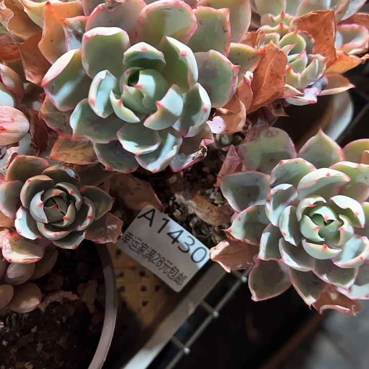 幸运的是我的朋友