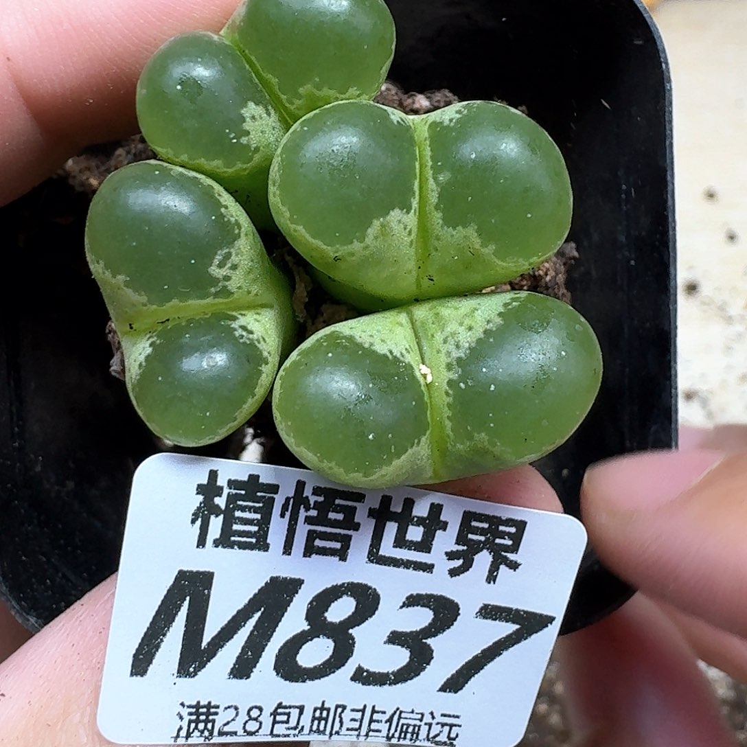 的植物的嘴个fbjj