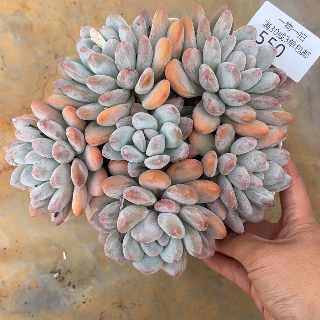 半***雨550香水多肉植物……