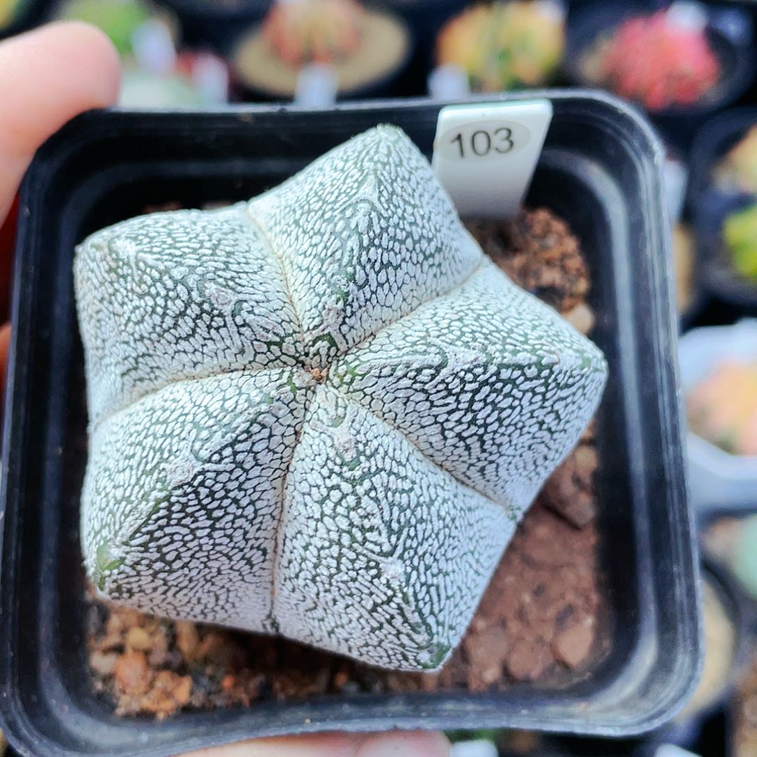 非偏远地区满25裸根发货