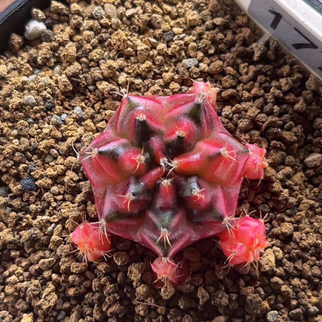 马卡龙 米哈仙人球