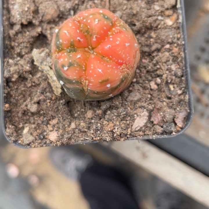 实生兜锦带盆发2