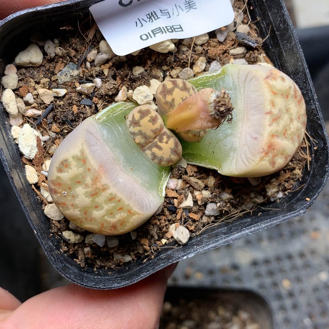 C788多肉植物保护研究所