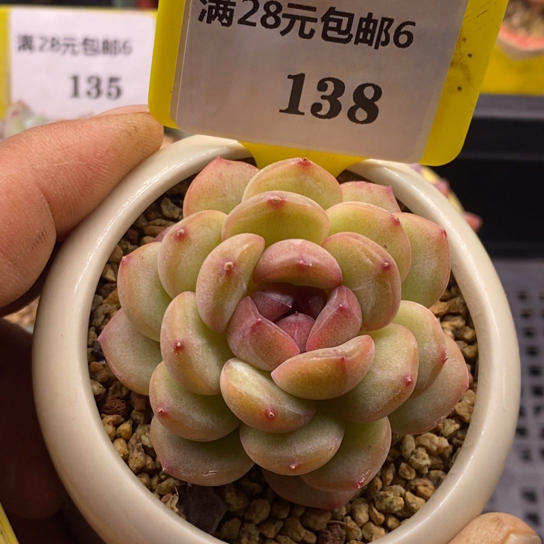 6138乌啦啦秦心单头