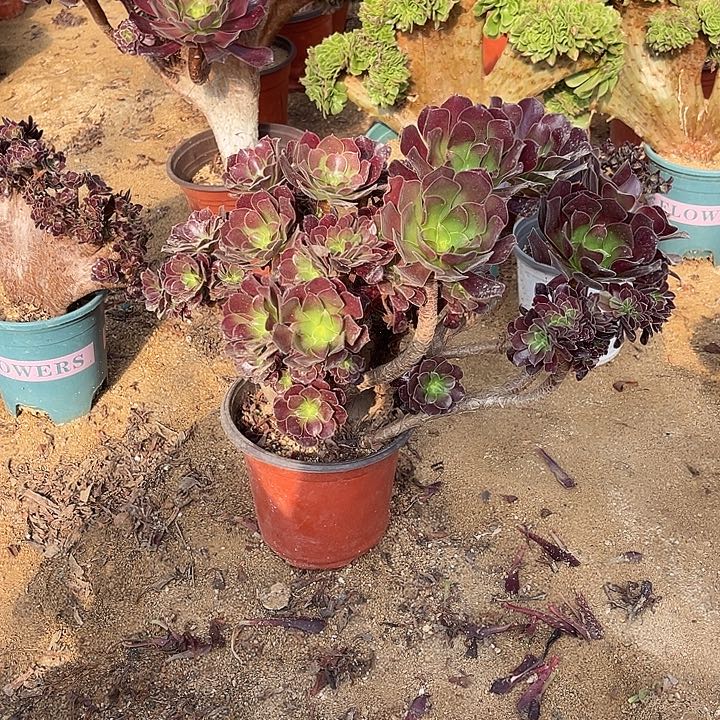 满28包邮欧紫有断枝冠幅32厘米