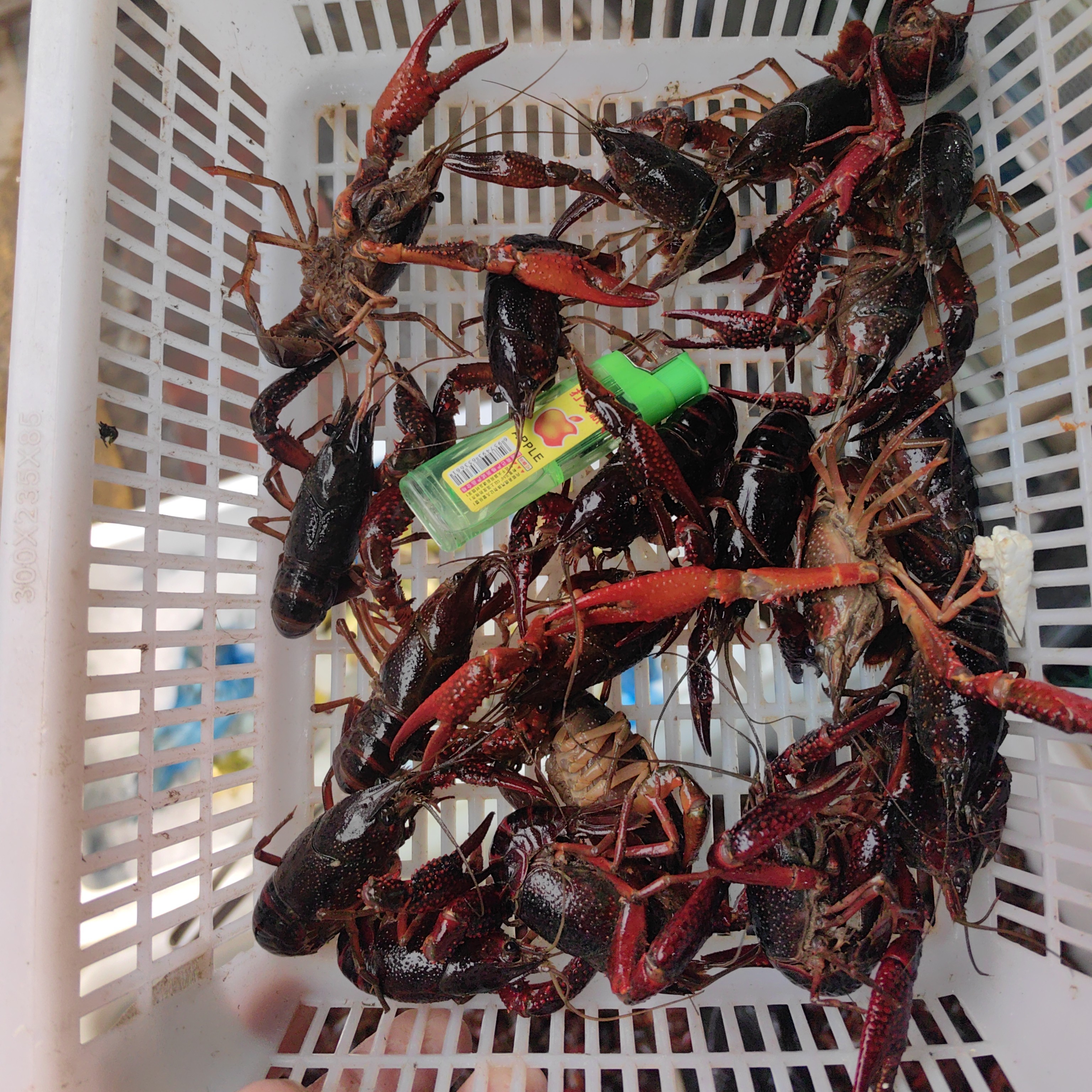 中虾三斤鲜活小龙虾中虾三斤装帮杀洗