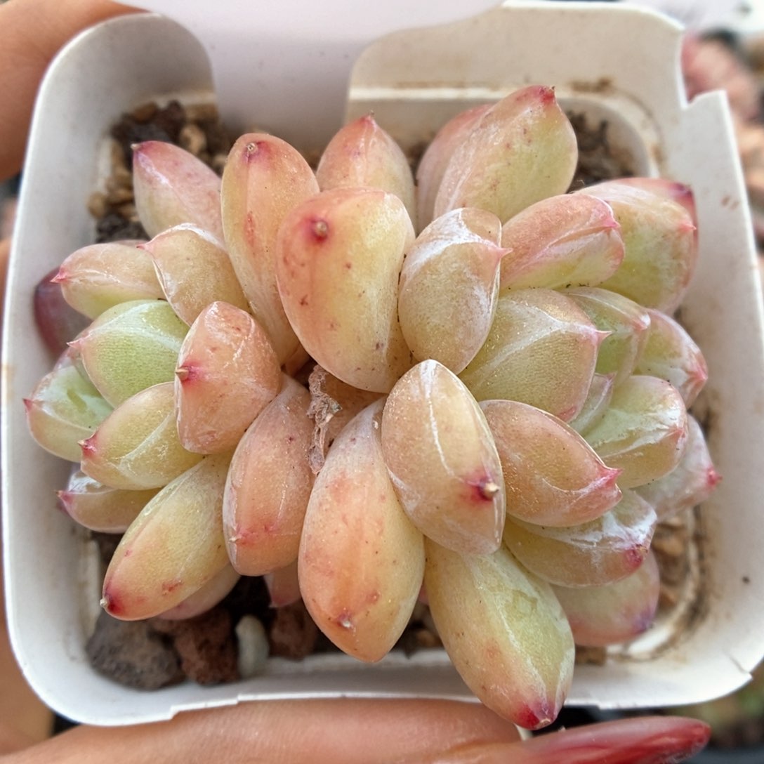 玄机双头可拍94号。