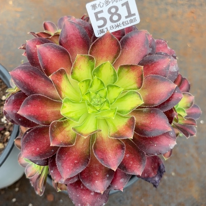 烟**晨581韶华掌心多肉法师锦不包侧枝断枝的