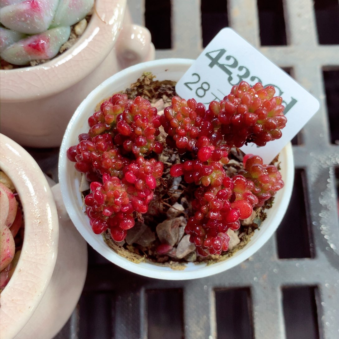 5厘米盆精控多肉4233