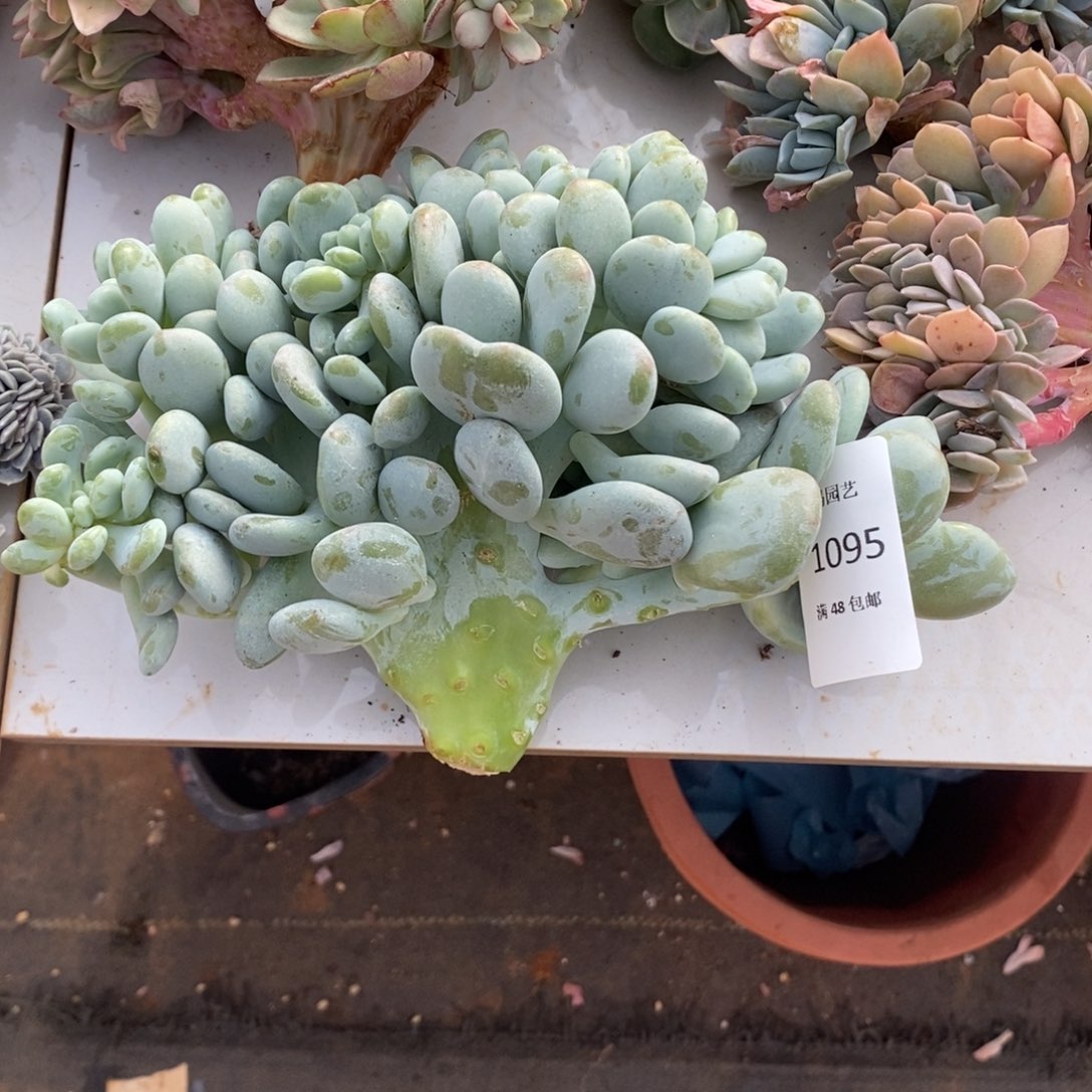 红洛神缀化多肉多肉095