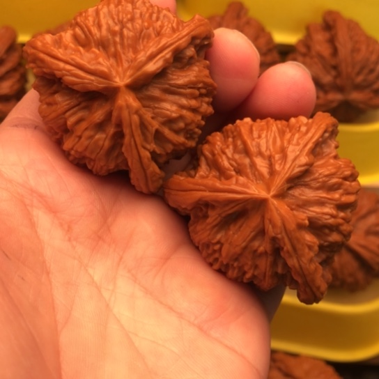 核桃核桃核桃核桃