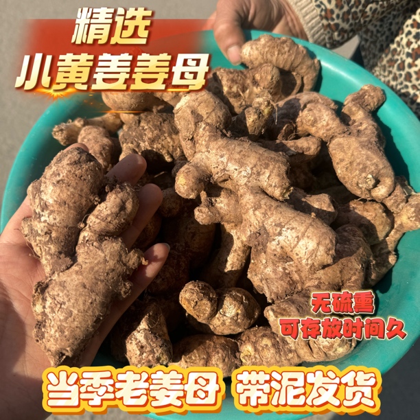 【两年以上老姜母】山东小黄姜正宗老姜母姜妈妈炖汤炒菜1/3/5斤