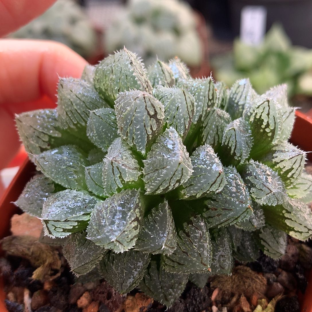 魔刺带盆土发货looowo