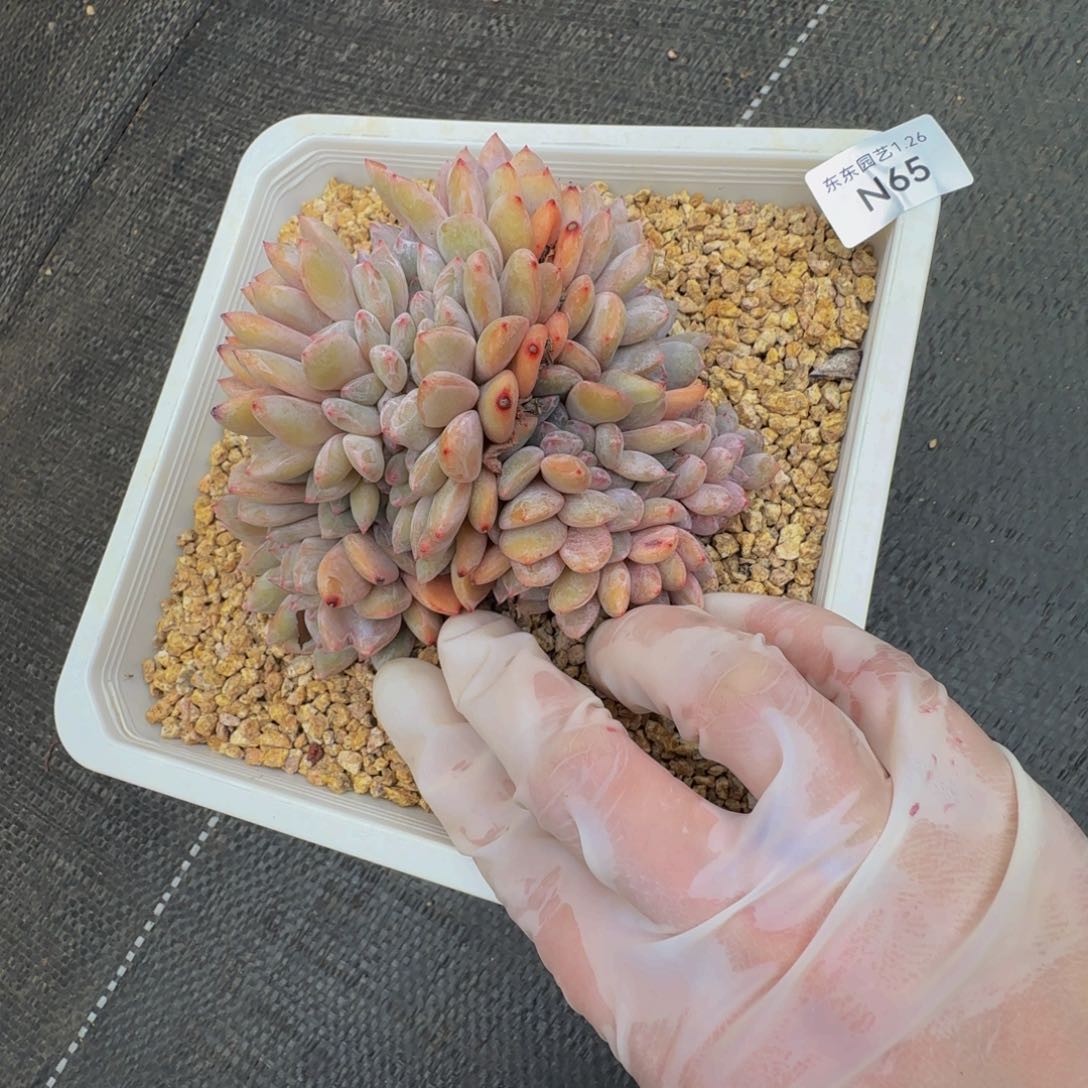 n n n n n n n n n 65