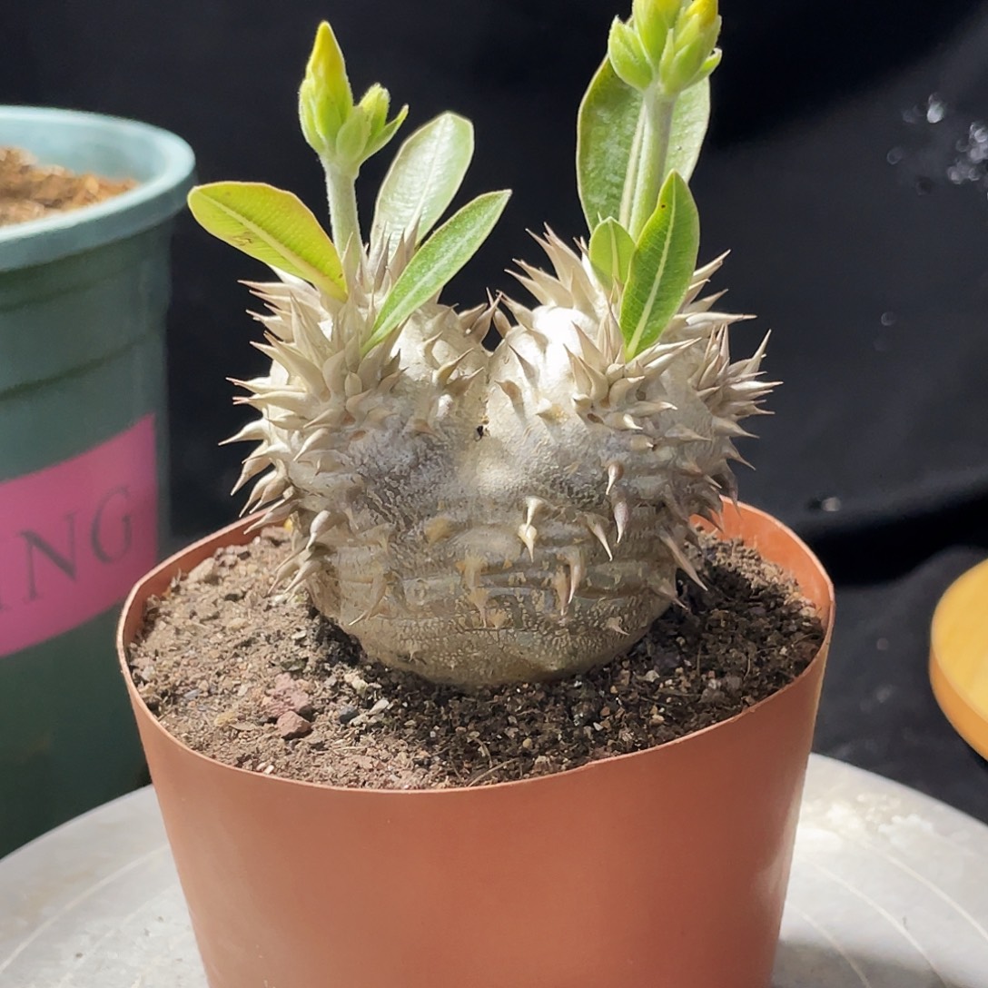 矮胖大黑666666666666