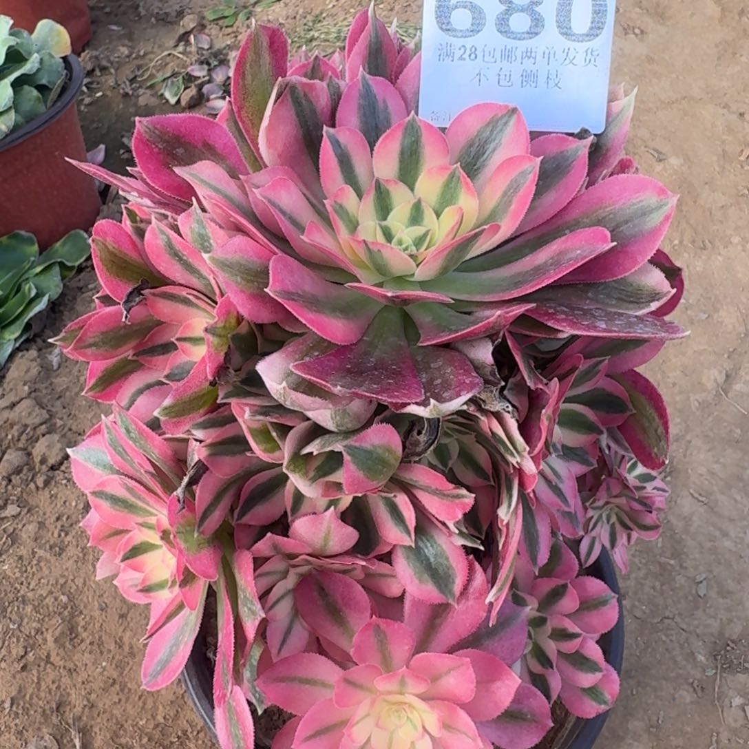 680号女郎母本不包损