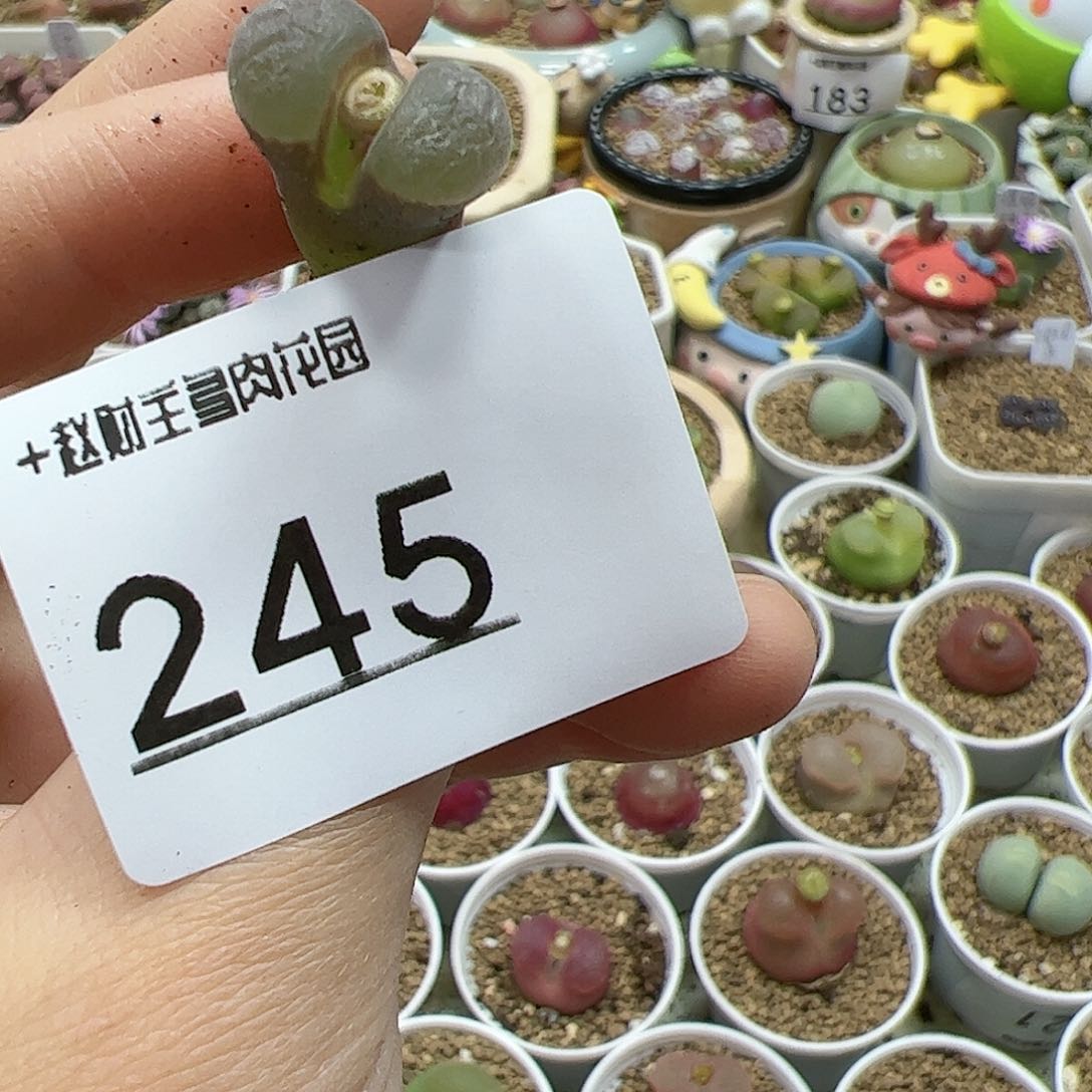 【闪购商品】卷****?245 风铃