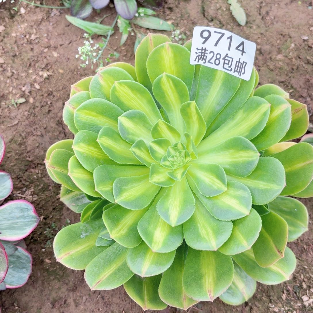 M. 9714翡翠琉璃多肉