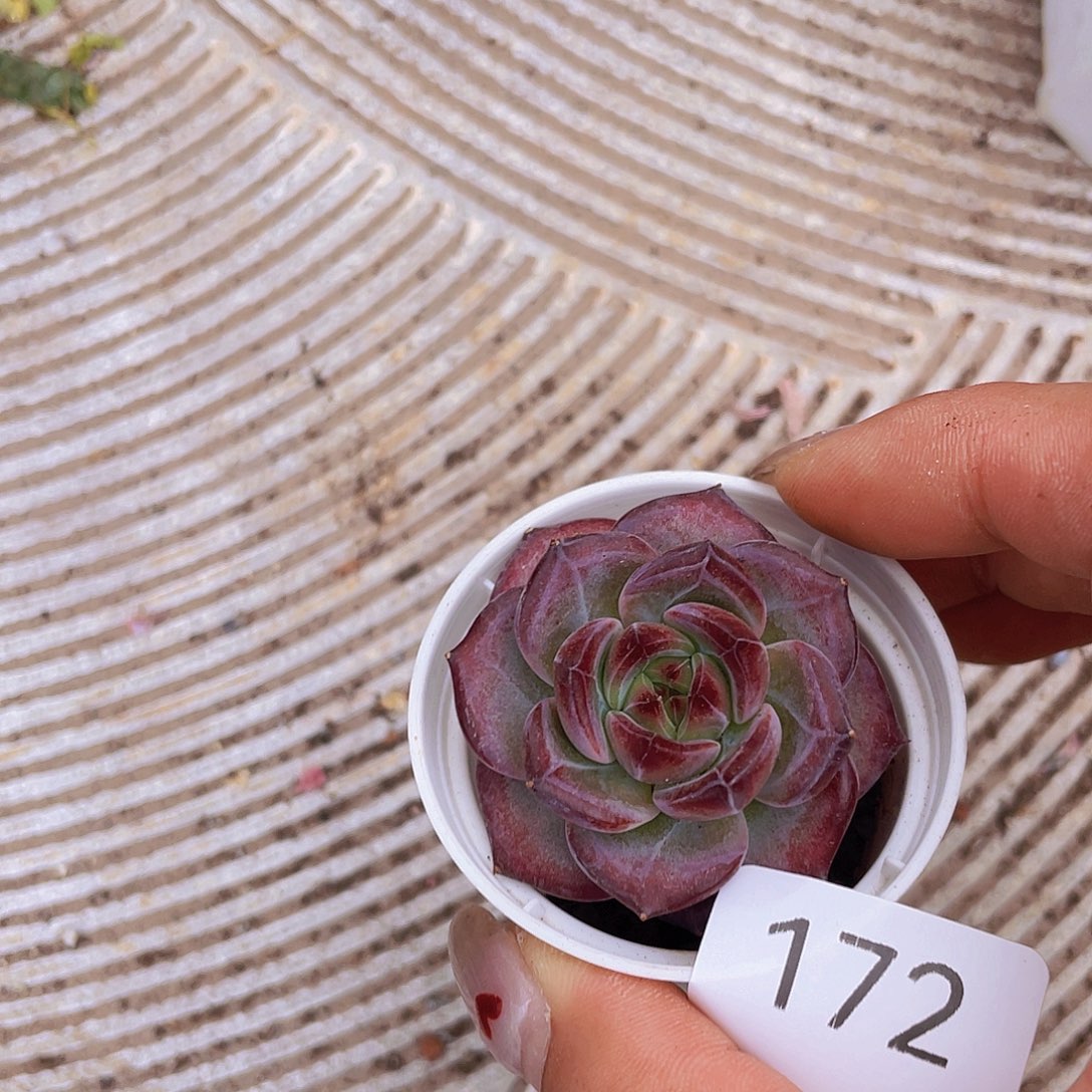 172。夜魔侠。