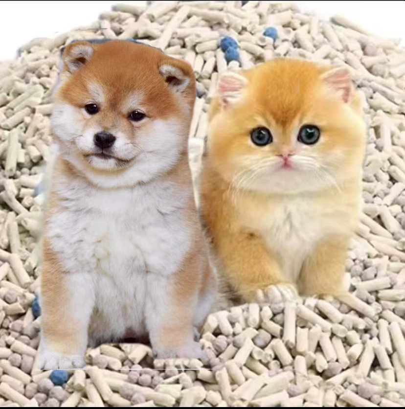 太太团柴犬直播专用链接猫砂狗砂除臭不黏底