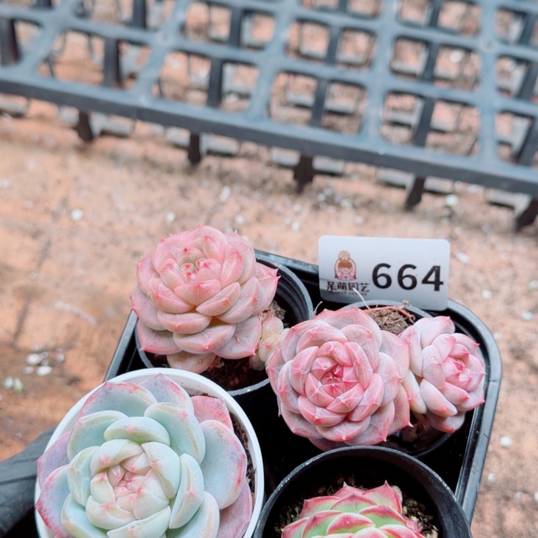 葫***子多肉植物多肉植物