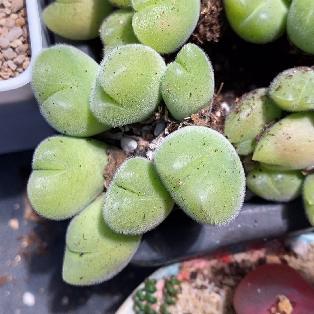 1223长毛毛翠滴多头一群。 