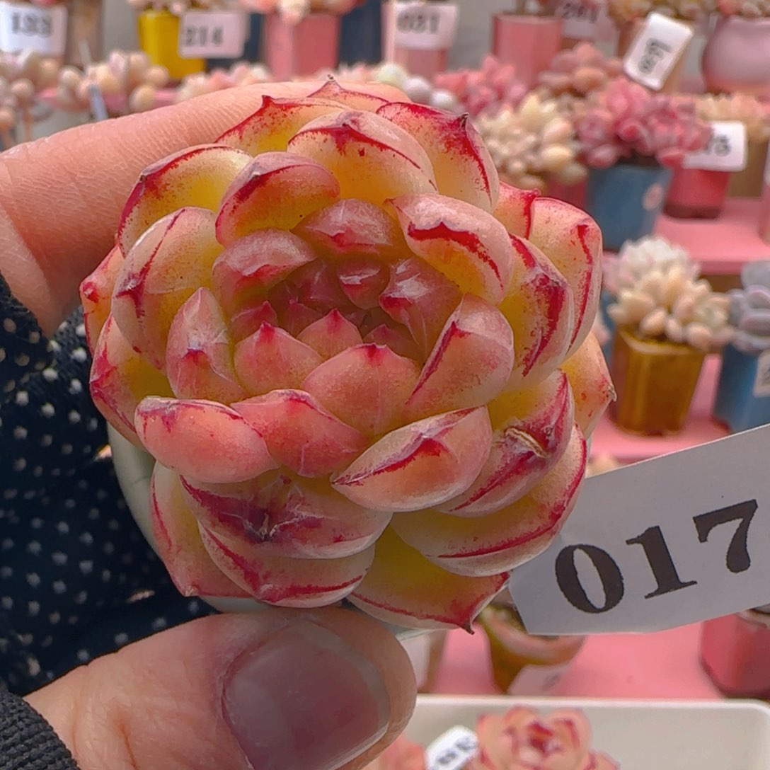 边线麦秆017 ，带盆土发货，满38包邮非偏远。